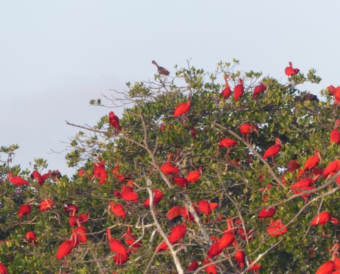 kitesurfen, brasilien, kitesafari