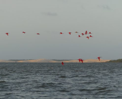 kitesurfen, brasilien, kitesafari