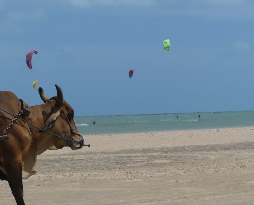 kiteriders, kitesafari, kitesurfen, brasilien